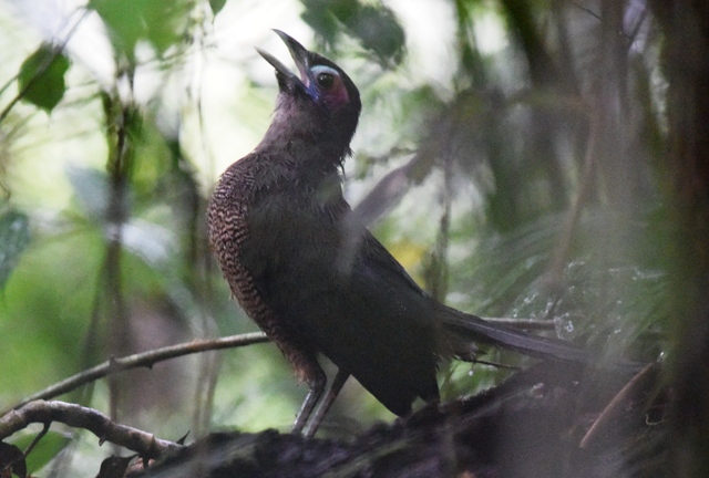 Sumatran Ground-Cuckoo