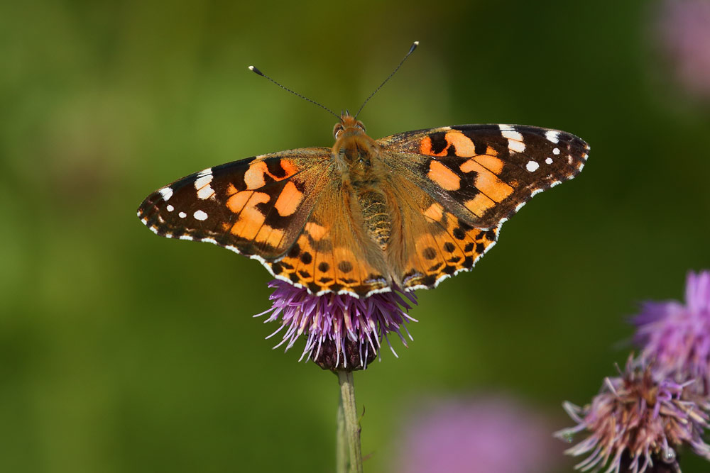 PAINTED LADY