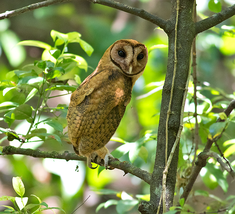 Minahassa Masked-Owl