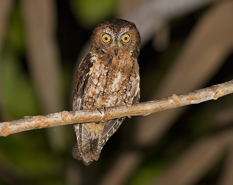 Sulawesi Scops-Owl