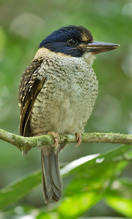 Scaly Kingfisher