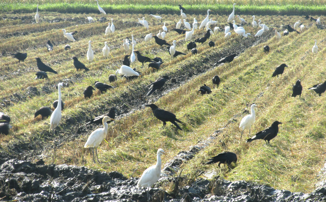 Egrets and crows