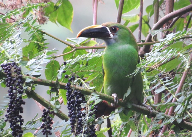 Emerald/Andean/Grey-throated Toucanet