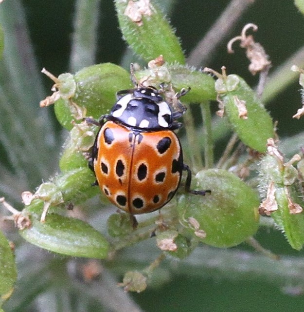 Eyed ladybird