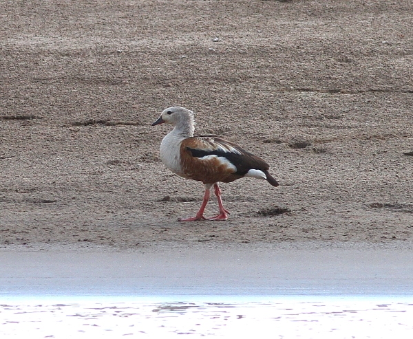 Orinoco Goose