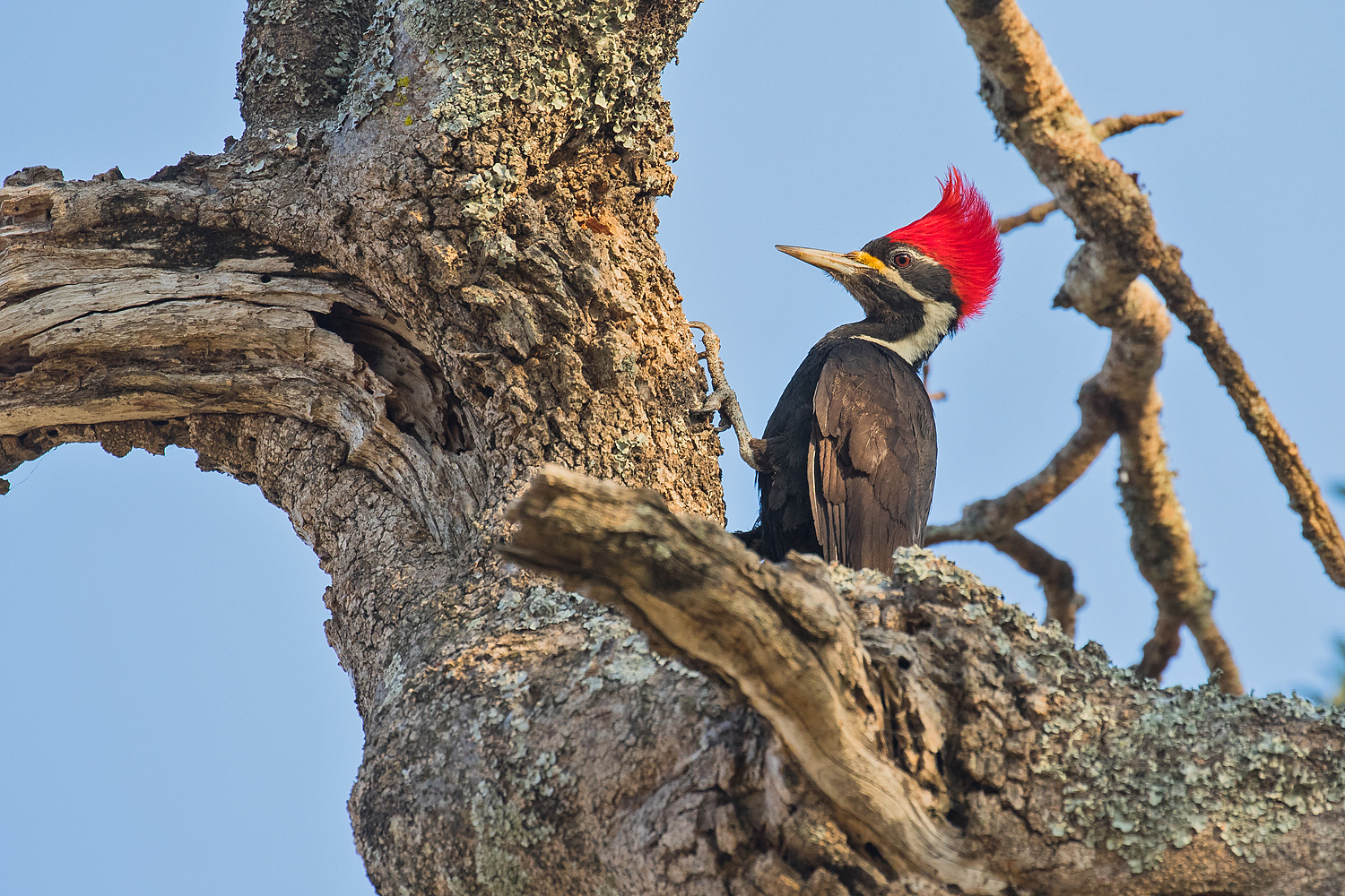 Black-bodied Woodpecker