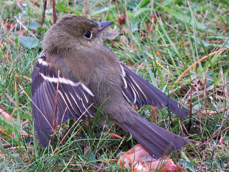 (putative) Acadian Flycatcher