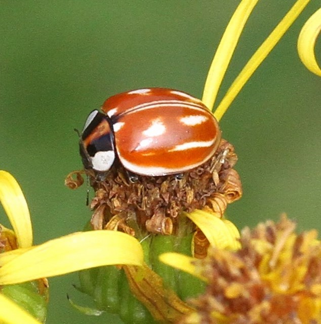 Striped Ladybird