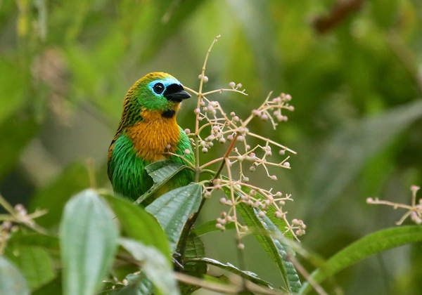 Brassy-breasted Tanager 