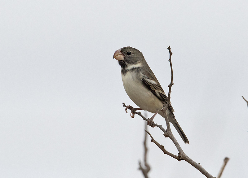 Parrot-billed Seedeater 