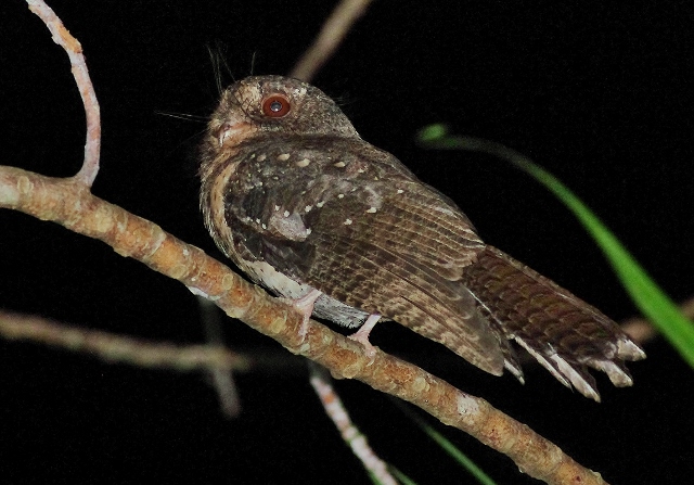 Moluccan Owlet-Nightjar