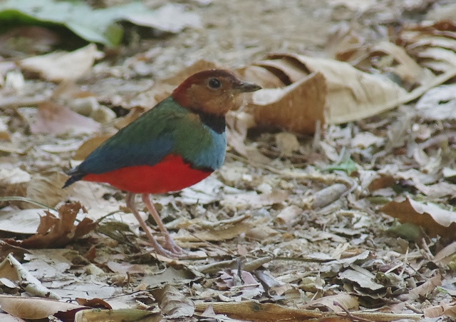 Red-bellied (Sulawesi) Pitta