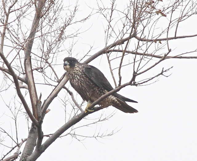 Peregrine Falcon (Falco peregrinus)