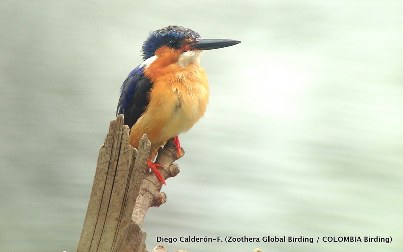 Madagascar Malachite Kingfisher - Corythornis vintsioides