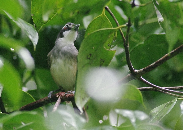 Grey-breasted Babbler