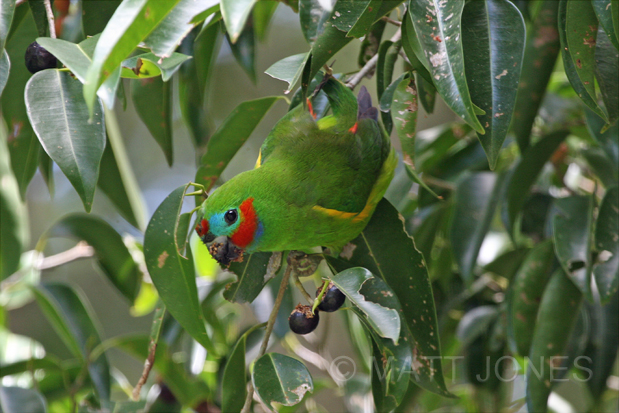 Double-Eyed Fig-Parrot