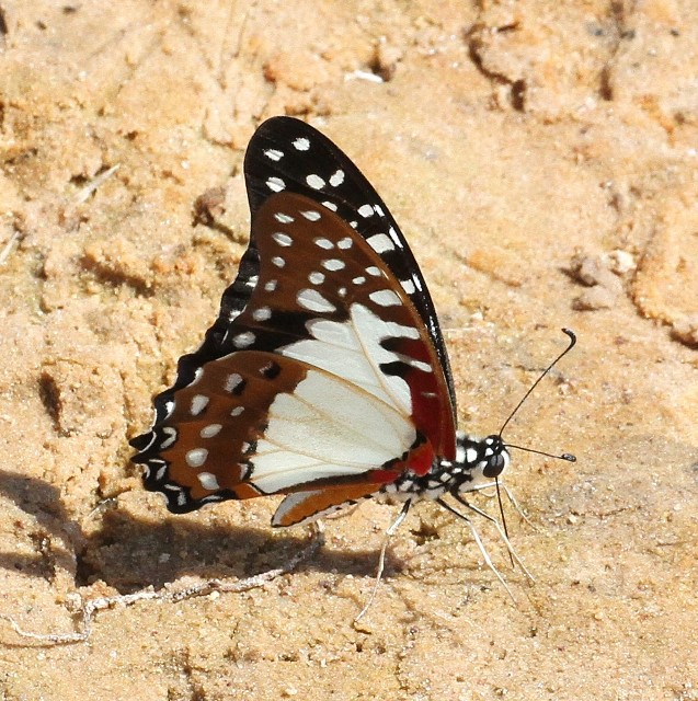 White Lady Swallowtail.