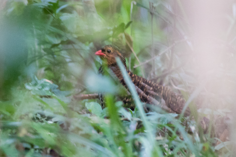 Udzungwa Forest Partridge