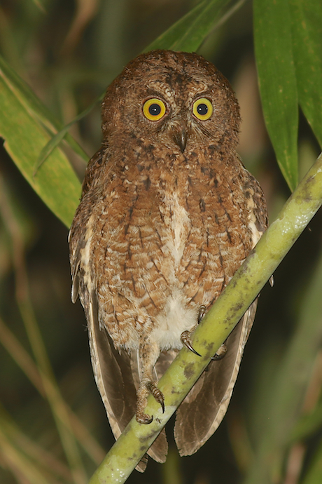 Sula Scops Owl