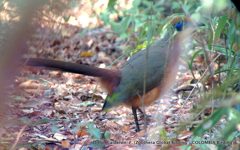 Red-capped Coua - Coua ruficeps