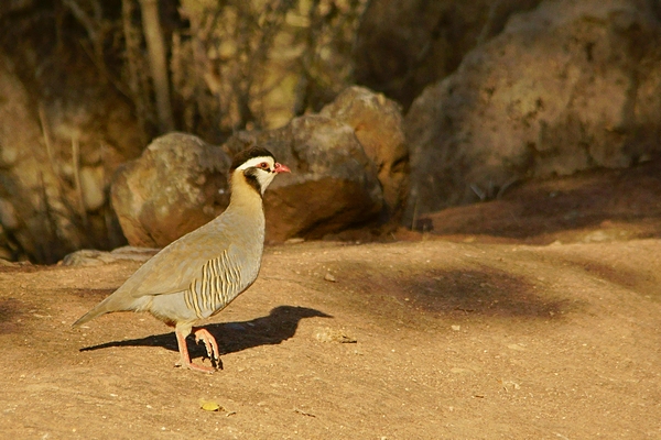 Arabian Partridge