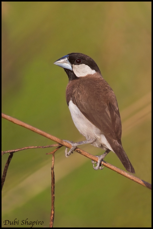 Timor Sparrow (Padda fuscata)