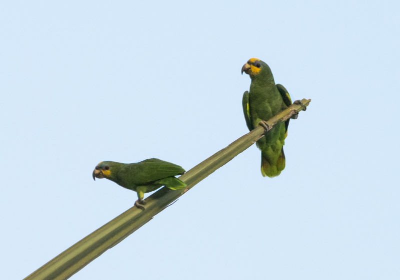 Orange-winged (Amazon) Parrot
