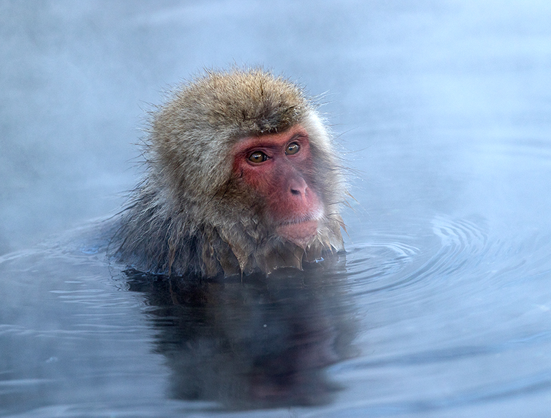 Japanese Macaque