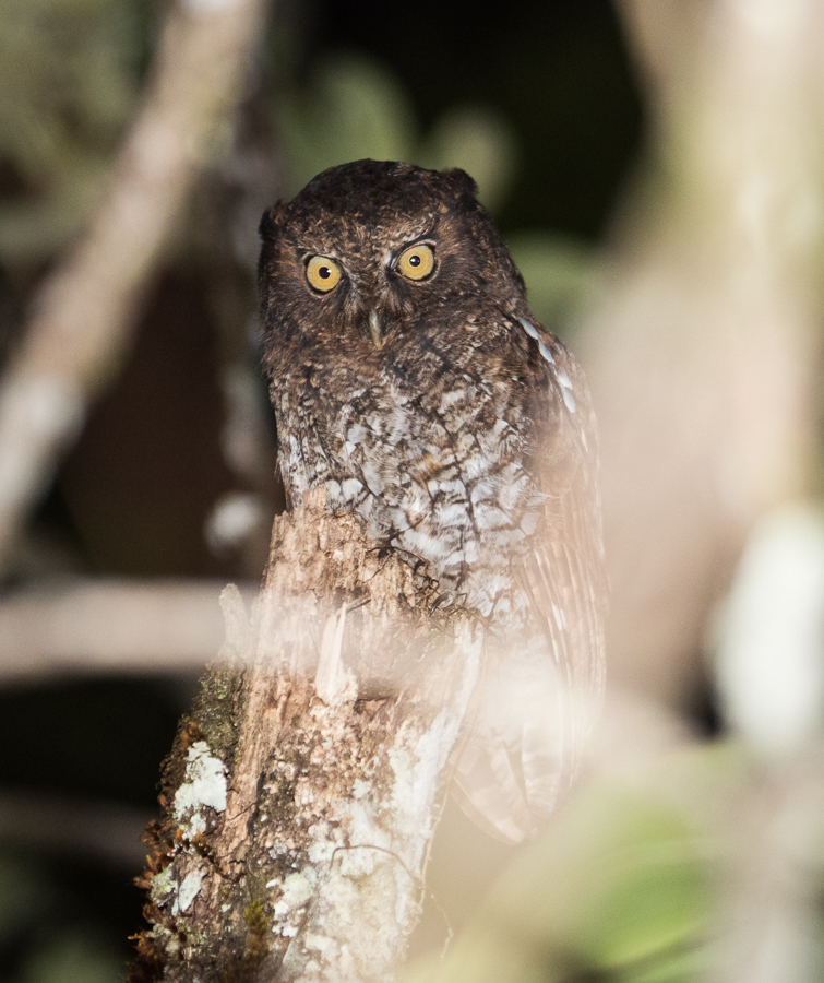 Roraiman Screech Owl Megascops roraimae