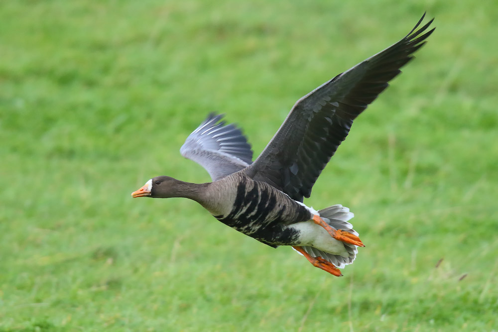 GREENLAND WHITE-FRONTED GOOSE