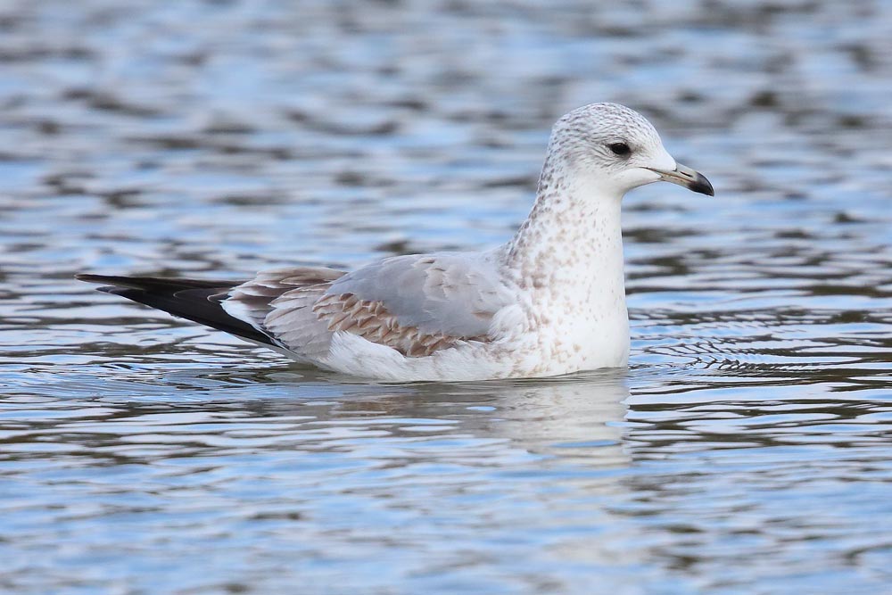 FIRST-WINTER COMMON GULL