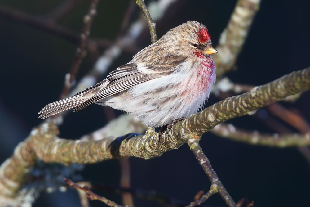 CCOMMON REDPOLL ( MEALY )