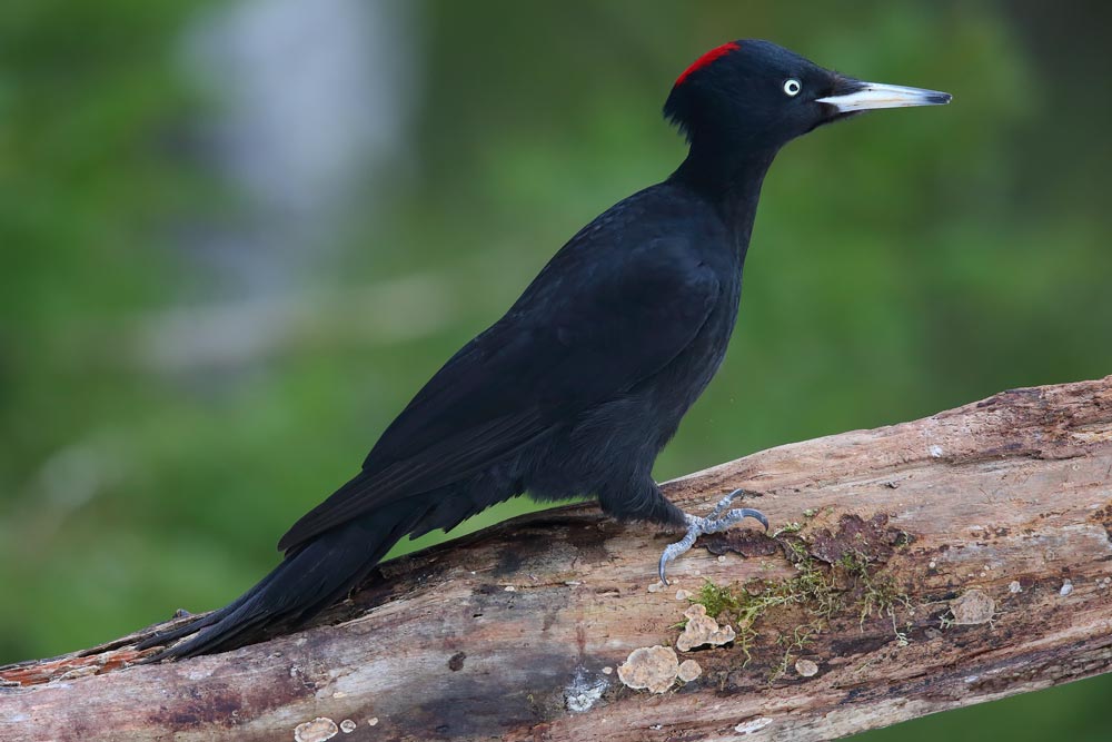 Image result for Black woodpecker
