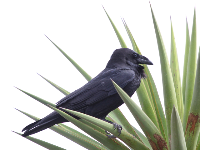 Chihuahuan Raven (Corvus cryptoleucus)