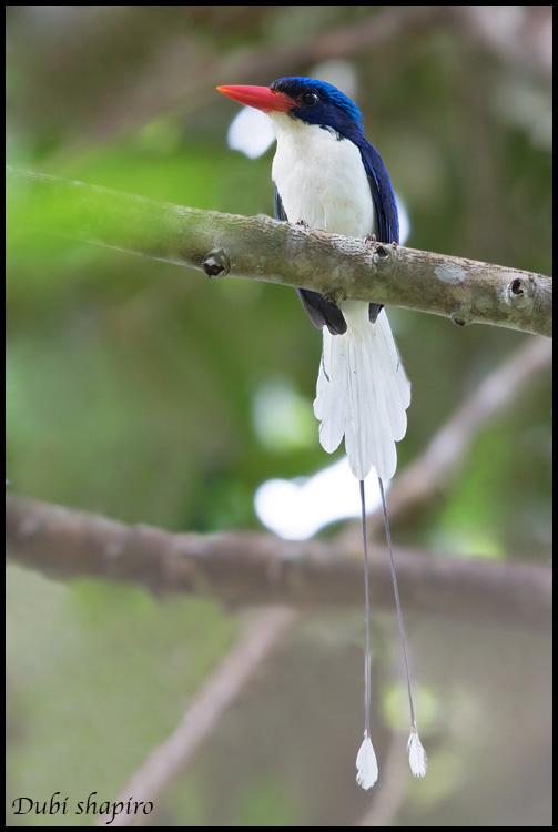 Common Paradise-Kingfisher 