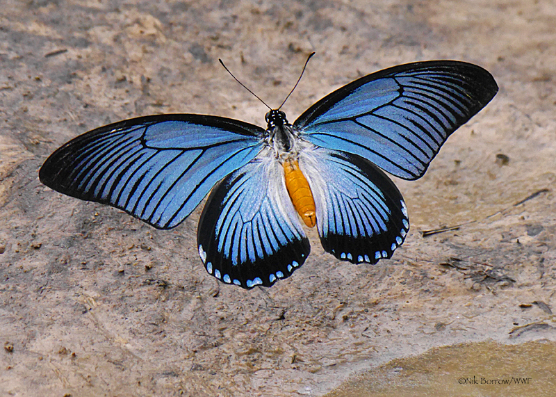 Giant Blue Swallowtail (Papilio zalmoxis) 
