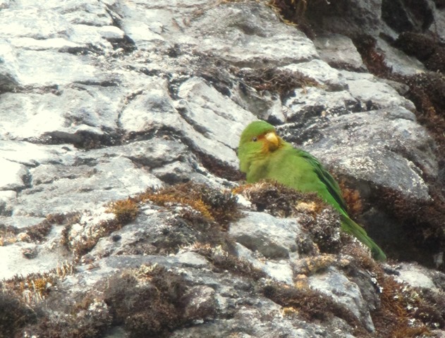 Rufous-fronted Parakeet