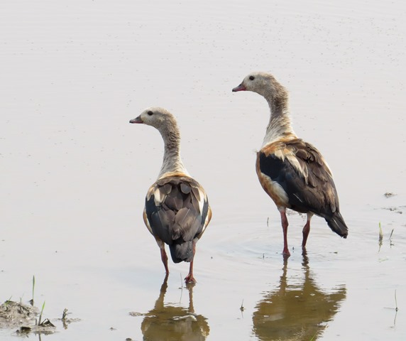 Orinoco Goose