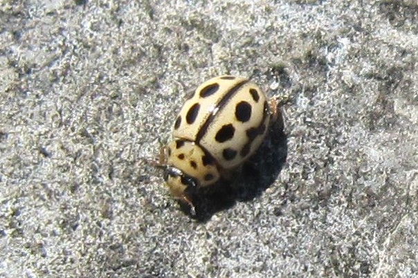 16-spot ladybird