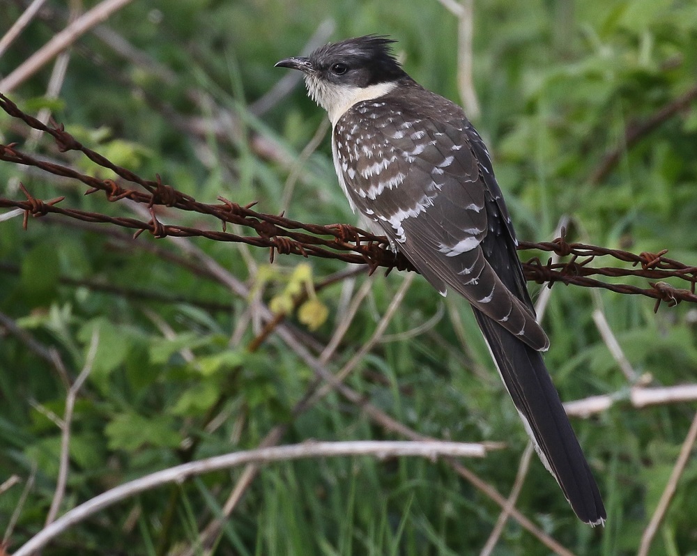 Great Spotted Cuckoo