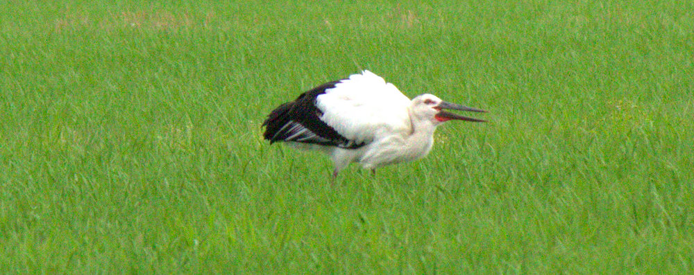 Oriental White Stork