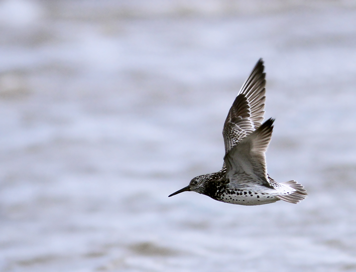 GREAT KNOT