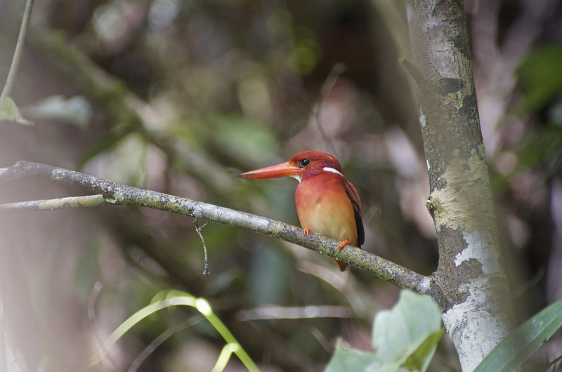 Philippine Dwarf-kingfisher 