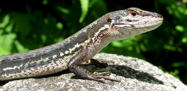 Japanese Grass Lizard