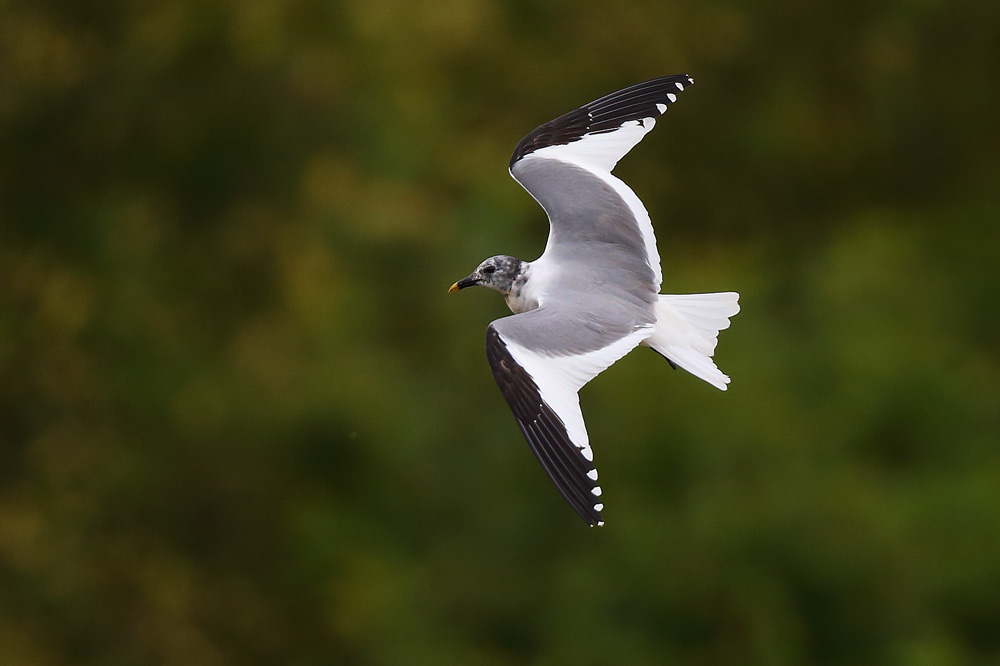 Sabine's Gull - probably second-summer
