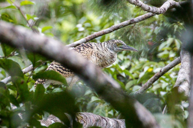 Forest Bittern