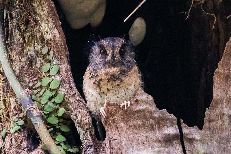 Mountain Owlet-Nightjar