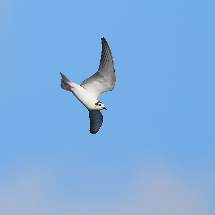 Juvenile White-winged Black Tern