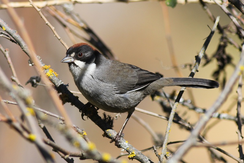Bay-crowned Brush-Finch