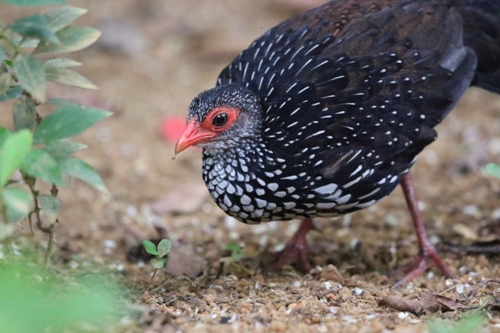 Sri Lanka Spurfowl